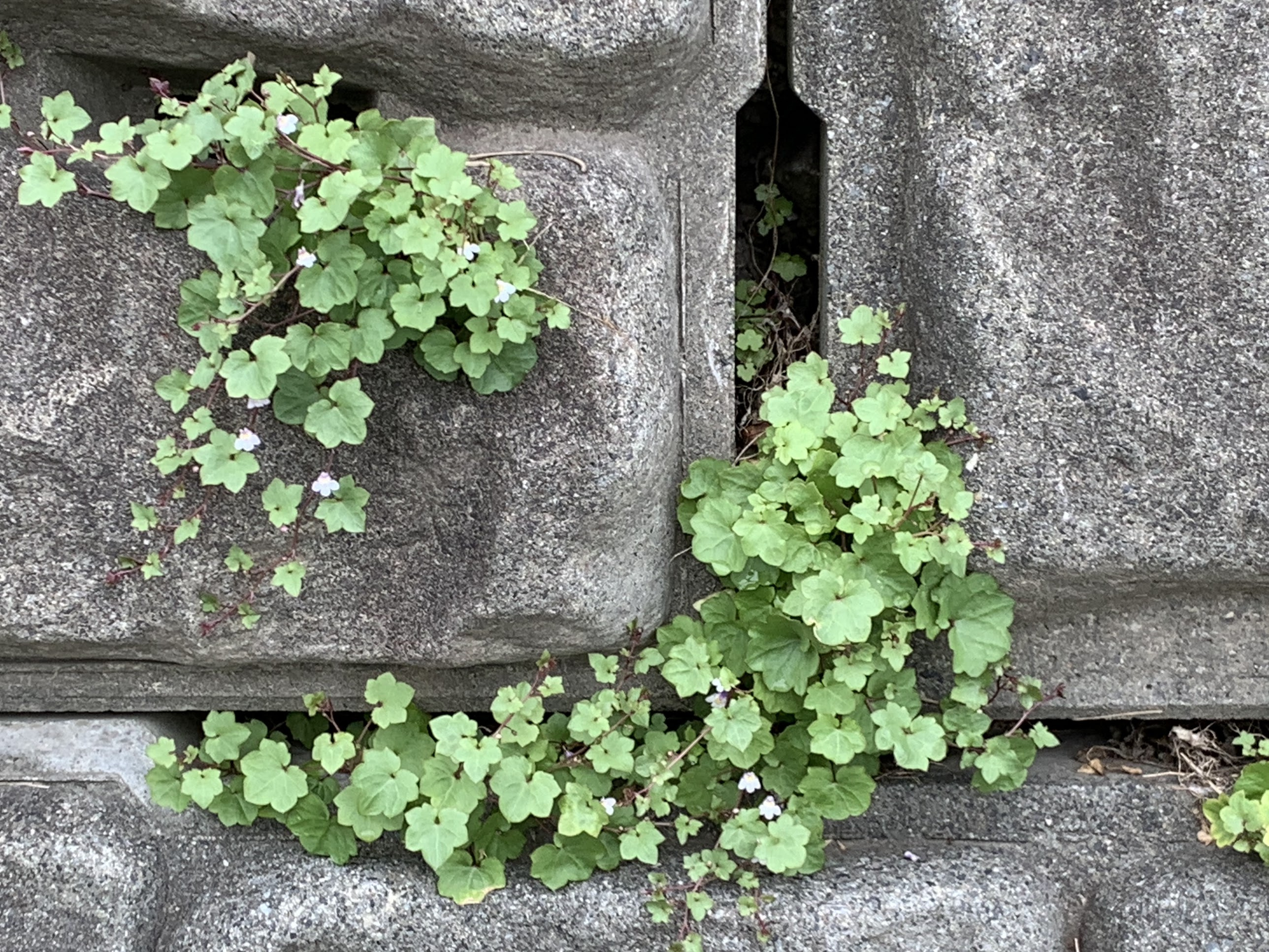 ツタバウンラン